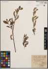 Foto von Salix cinerea L. x Salix nigricans Sm.